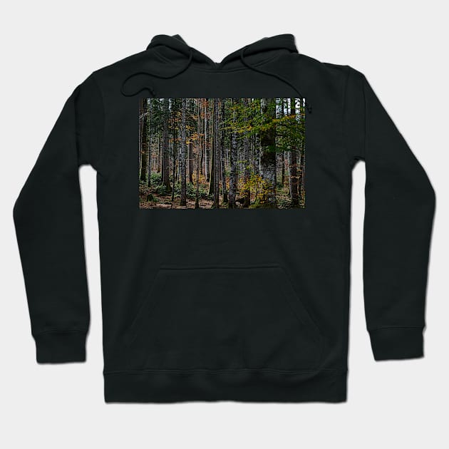 A motley collection of trees Hoodie by mbangert